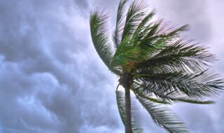 Palm tree in tropical storm